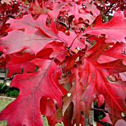 Oak, Southern Red